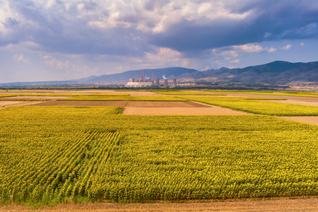 Sunflower field and in the background a factory for the production of electricity in Kozani, northern Greeceの写真素材