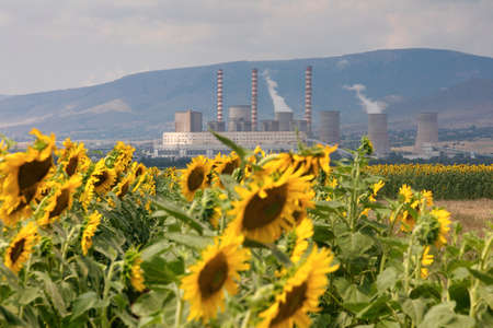 Sunflower field and in the background a factory for the production of electricity in Kozani, northern Greeceの写真素材