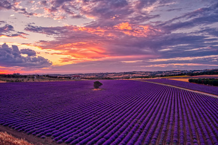 Blooming lavender at sunset create a stunningly beautiful landscape in Mesimeri Thessaloniki, reminiscent of a paintingの写真素材