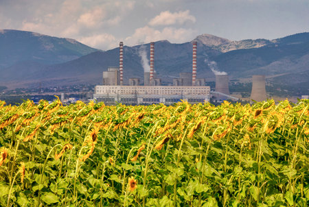Sunflower field and in the background a factory for the production of electricity in Kozani, northern Greeceの写真素材