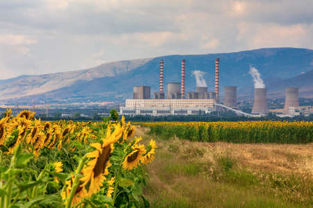 Sunflower field and in the background a factory for the production of electricity in Kozani, northern Greeceの写真素材