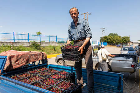 Katerini, Greece - June 4, 2021: Sorting of red cherries by women working in the agricultural...