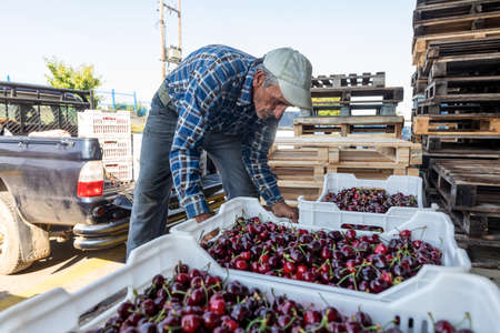 Katerini, Greece - June 4, 2021: Sorting of red cherries by women working in the agricultural cooperative. Fresh organic fruits. Selective focusのeditorial素材