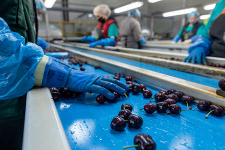 Katerini, Greece - June 4, 2021: Farmer transports red cherries to the agricultural cooperative in Katerini. Fresh organic fruits. Summer harvest.のeditorial素材
