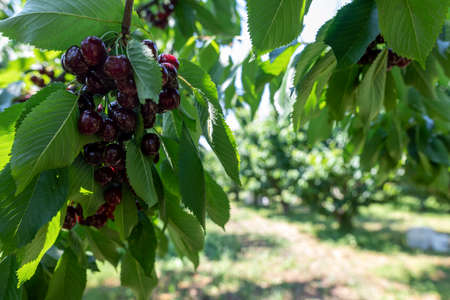 cherry tree branch with ripe large fruits. selective focusの写真素材