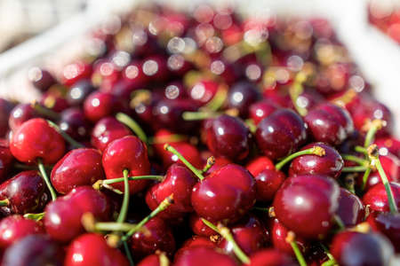 cherry tree branch with ripe large fruits. selective focusの写真素材