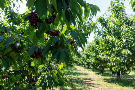 cherry tree branch with ripe large fruits. selective focusの写真素材