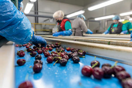 Katerini, Greece - June 4, 2021: Sorting of red cherries by women working in the agricultural cooperative. Fresh organic fruits. Selective focusのeditorial素材