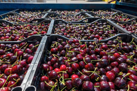 Harvest of red cherry collected in a box.  An image with selective focus and tinting.の写真素材