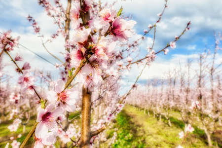 orchard of bloomed peach trees in spring in the plain of Veria in northern Greeceの写真素材