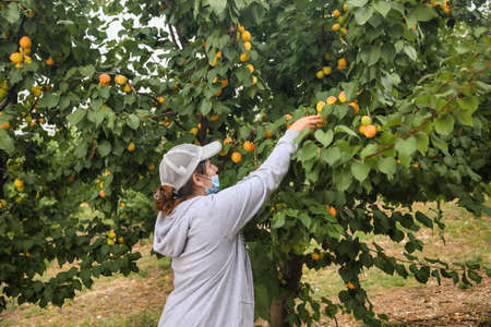 Chalkidiki, Greece - June 8, 2021: woman farmer wearing face mask for disease protection picking ripe organic apricots in orchard during coronavirus outbreakのeditorial素材