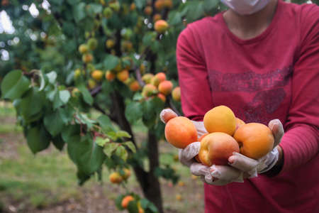 Chalkidiki, Greece - June 8, 2021: woman farmer wearing face mask for disease protection picking ripe organic apricots in orchard during coronavirus outbreakのeditorial素材