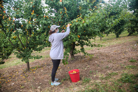 Chalkidiki, Greece - June 8, 2021: woman farmer wearing face mask for disease protection picking ripe organic apricots in orchard during coronavirus outbreakのeditorial素材