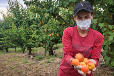 Chalkidiki, Greece - June 8, 2021: woman farmer wearing face mask for disease protection picking ripe organic apricots in orchard during coronavirus outbreakのeditorial素材