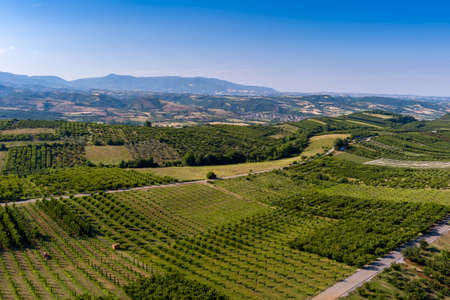 Aerial view over agricultural fields with cherry trees, Pieria in northern Greece. Aerial shot with droneの写真素材