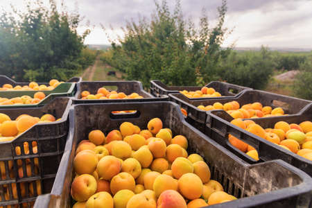 Freshly harvested apricots stacked in bucketsの写真素材