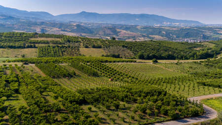 Aerial view over agricultural fields with cherry trees, Pieria in northern Greece. Aerial shot with droneの写真素材
