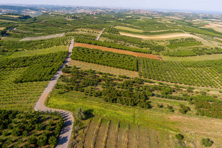 Aerial view over agricultural fields with cherry trees, Pieria in northern Greece. Aerial shot with droneの写真素材
