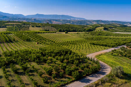 Aerial view over agricultural fields with cherry trees, Pieria in northern Greece. Aerial shot with droneの写真素材