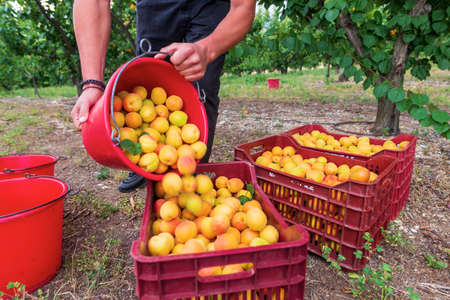 Chalkidiki, Greece - June 8, 2021: close-up of a farmer picking fresh apricots from an orchardの写真素材