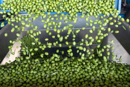 Beginning phase of olive oil production: olives being loaded in a big metal funnelの写真素材