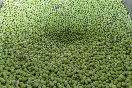 Beginning phase of olive oil production: olives being loaded in a big metal funnelの写真素材