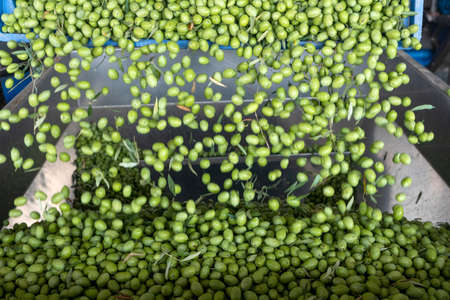 Beginning phase of olive oil production: olives being loaded in a big metal funnelの写真素材