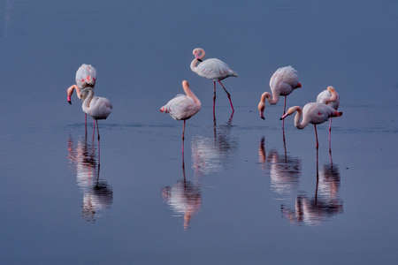 Group of pink flamingos and their reflections in lagoon Kalochori, Greece. Wildlife animal scene from natureの写真素材