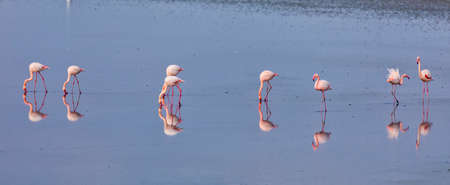 Group of pink flamingos and their reflections in lagoon Kalochori, Greece. Wildlife animal scene from natureの写真素材