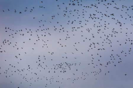 A large flock of birds from wild ducks flies in the sky in northern Greeceの写真素材