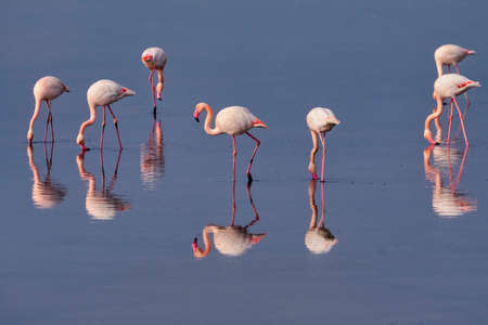 Group of pink flamingos and their reflections in lagoon Kalochori, Greece. Wildlife animal scene from natureの写真素材