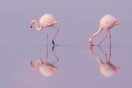 Group of pink flamingos and their reflections in lagoon Kalochori, Greece. Wildlife animal scene from nature. Selective focus image. Pastel filterの写真素材