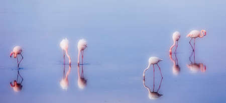 Group of pink flamingos and their reflections in lagoon Kalochori, Greece. Wildlife animal scene from nature. Selective focus image. Dreming filterの写真素材