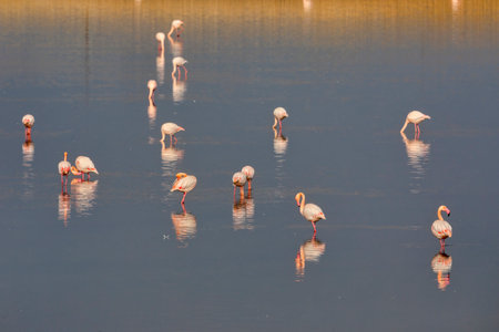 Group of pink flamingos and their reflections in lagoon Kalochori, Greece. Wildlife animal scene from natureの写真素材
