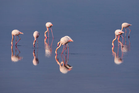 Group of pink flamingos and their reflections in lagoon Kalochori, Greece. Wildlife animal scene from natureの写真素材