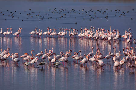 Group of pink flamingos and their reflections in lagoon Kalochori, Greece. Wildlife animal scene from natureの写真素材