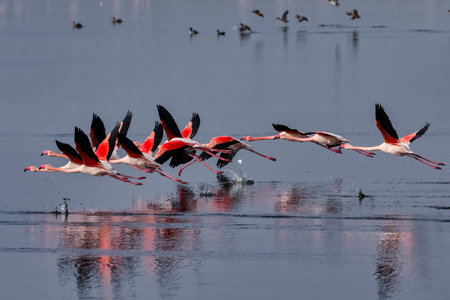 Group of pink flamingos and their reflections in lagoon Kalochori, Greece. Wildlife animal scene from nature. Flamingo in flightの写真素材