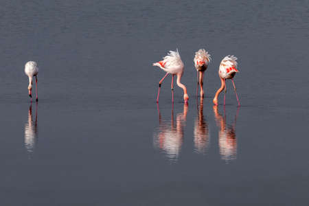 Group of pink flamingos and their reflections in lagoon Kalochori, Greece. Wildlife animal scene from natureの写真素材