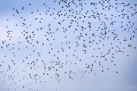A large flock of birds from wild ducks flies in the sky in northern Greece
