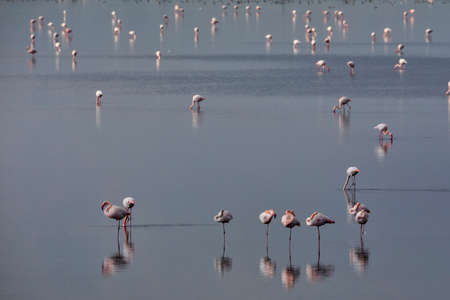 Group of pink flamingos and their reflections in lagoon Kalochori, Greece. Wildlife animal scene from natureの写真素材