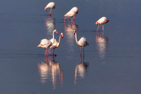 Group of pink flamingos and their reflections in lagoon Kalochori, Greece. Wildlife animal scene from natureの写真素材