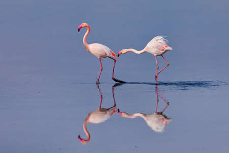 Group of pink flamingos and their reflections in lagoon Kalochori, Greece. Wildlife animal scene from natureの写真素材