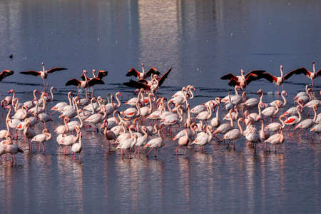Group of pink flamingos and their reflections in lagoon Kalochori, Greece. Wildlife animal scene from natureの写真素材
