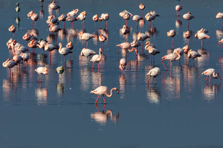 Group of pink flamingos and their reflections in lagoon Kalochori, Greece. Wildlife animal scene from natureの写真素材