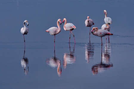 Group of pink flamingos and their reflections in lagoon Kalochori, Greece. Wildlife animal scene from natureの写真素材