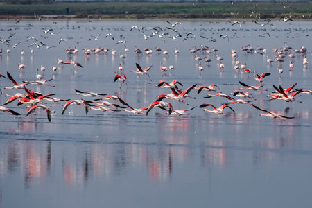 Group of pink flamingos and their reflections in lagoon Kalochori, Greece. Wildlife animal scene from nature. Flamingo in flightの写真素材