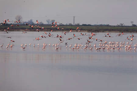 Group of pink flamingos and their reflections in lagoon Kalochori, Greece. Wildlife animal scene from nature. Flamingo in flightの写真素材