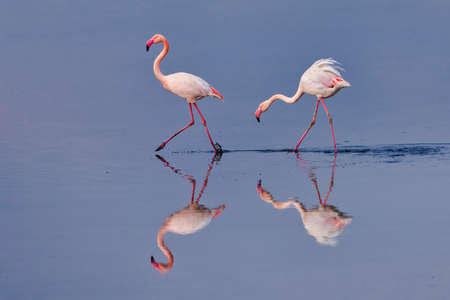 Group of pink flamingos and their reflections in lagoon Kalochori, Greece. Wildlife animal scene from natureの写真素材