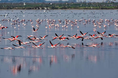 Group of pink flamingos and their reflections in lagoon Kalochori, Greece. Wildlife animal scene from nature. Flamingo in flightの写真素材