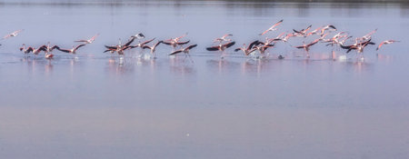 Group of pink flamingos and their reflections in lagoon Kalochori, Greece. Wildlife animal scene from natureの写真素材